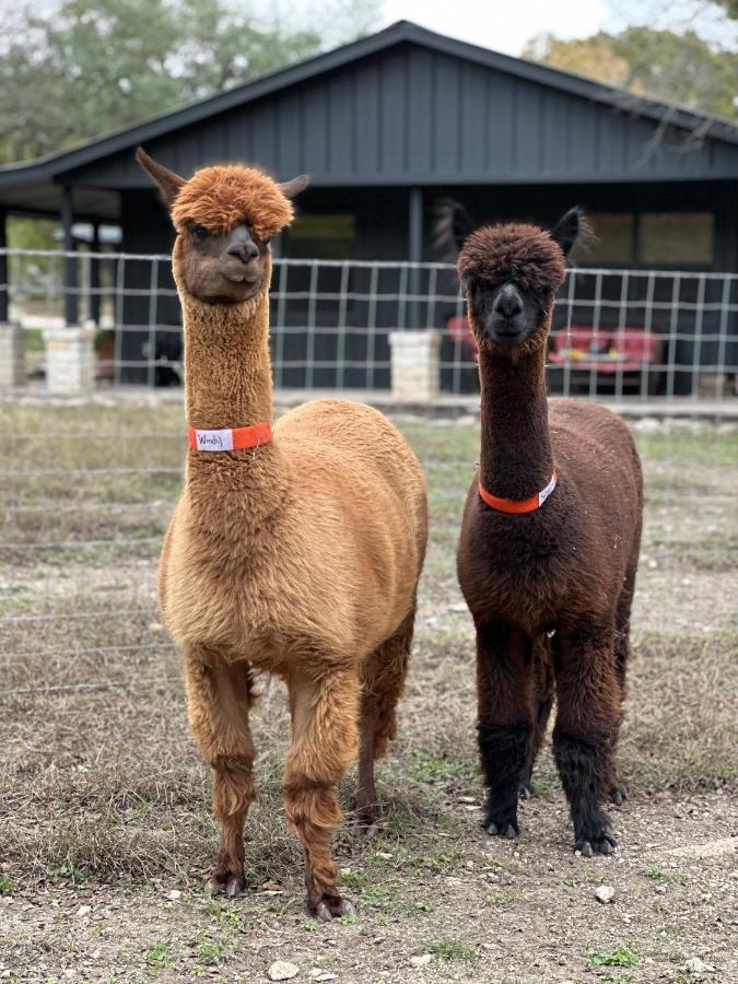 Relaxing Alpaca Ranch Mins From Downtown Wimberley Βίλα Εξωτερικό φωτογραφία